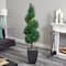 5.5ft. Cypress Spiral Tree in Black Wash Planter